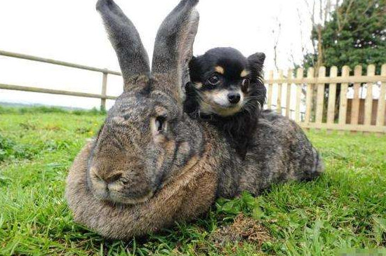 世界上最大的兔子,巨型兔子长1.34米(图片)