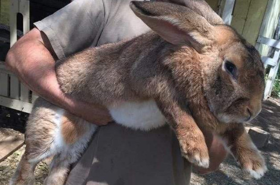 世界上最大的兔子,巨型兔子长1.34米(图片)