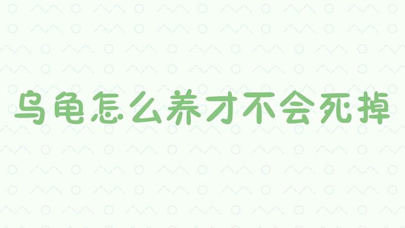 乌龟怎么养才不会死掉