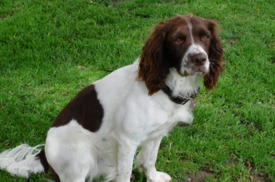 比格犬和史宾格的区别