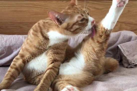 猫舔毛会吃肚子里吗 —【宠物圈】