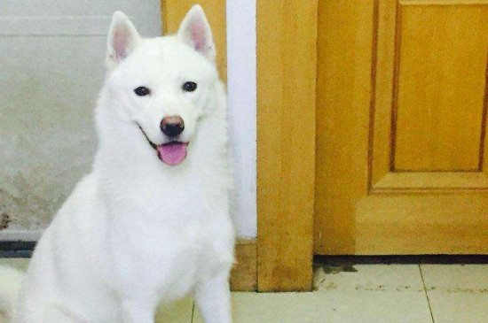 白色哈士奇多少钱一只,纯白二哈幼犬什么价格