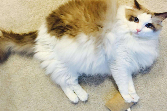 折尾猫有什么缺点