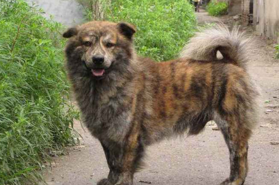 虎斑狗是什么品种