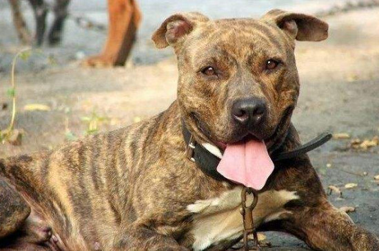 虎斑狗是什么品种