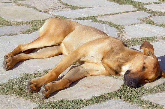 狗狗资讯  若是狗狗将异物吞进去了,可先带狗狗检查肠胃,然后接下来几