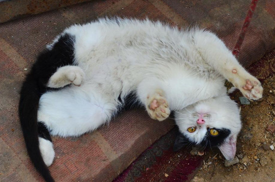 猫咪大全  猫咪在主人面前打滚,是在向主人撒娇,想要引起主人的关注