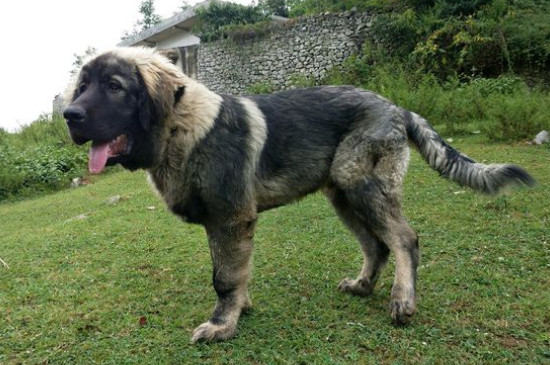 详细的高加索犬介绍,性格身高体重智力全面讲解