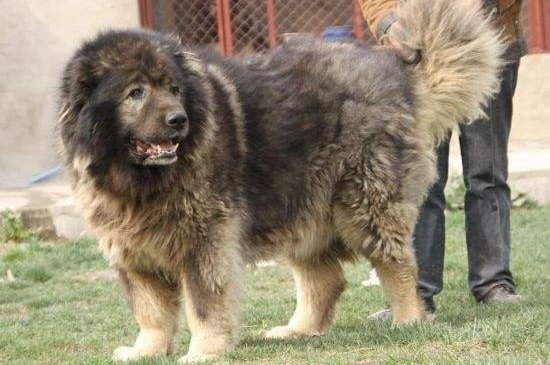 详细的高加索犬介绍,性格身高体重智力全面讲解