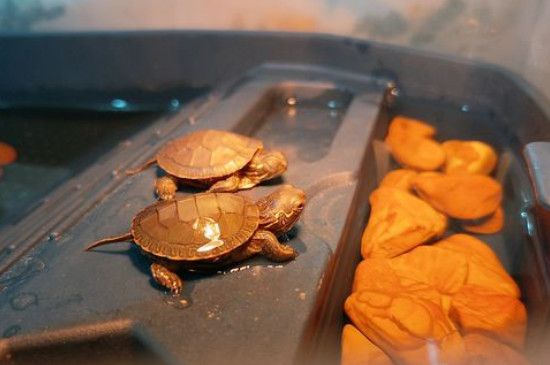 乌龟冬眠时的状态