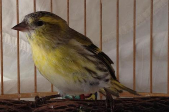 如何挑选叫声好的黄雀