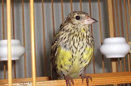 如何挑选叫声好的黄雀