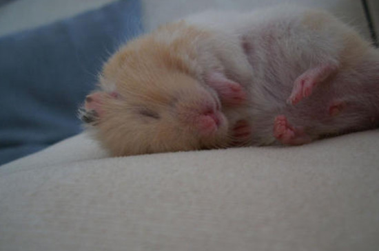 仓鼠伪冬眠多久会死