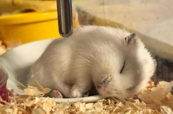 仓鼠伪冬眠症状