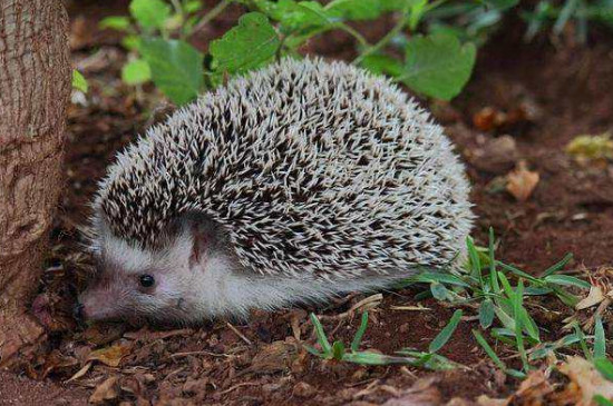 刺猬什么时候冬眠