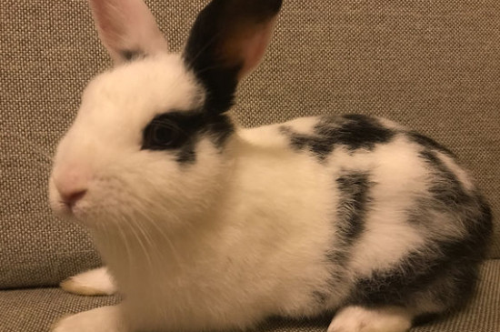 宠物兔子  部分母兔子还会撕咬下自己的毛发,或者四处衔干草做窝.