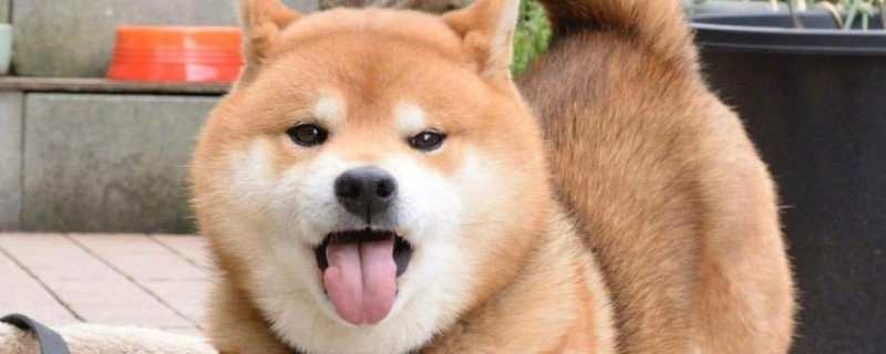 狗狗吐一截舌头在外面