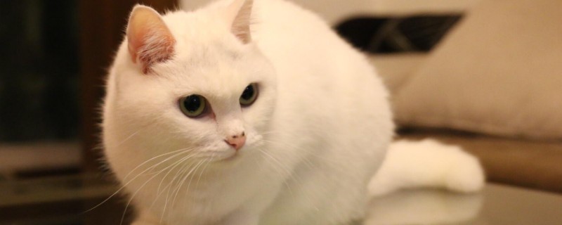 猫爪热是什么症状,典型症状为红斑丘疹