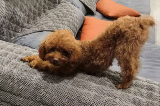 泰迪突然抽搐站不起来