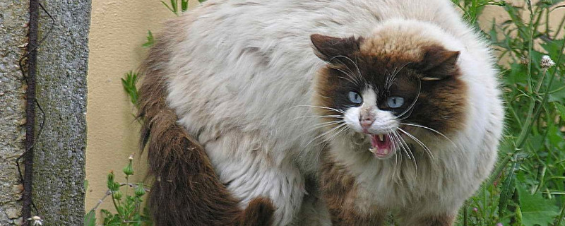 猫咪大全  猫咪尾巴会炸毛,是因为它身体在受到惊吓,很紧张的时候