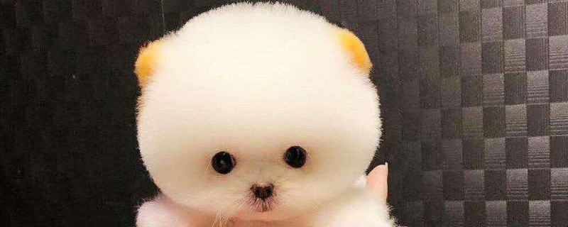 哪里有卖茶杯犬的什么价钱,卖茶杯狗的地方及价格