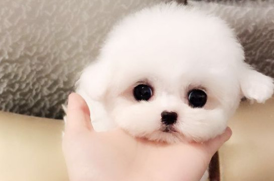 一只茶杯犬寿命多长时间,大概有10-15年最多是20年