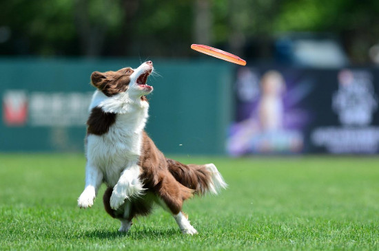 如何训练狗狗接飞盘,飞盘狗训练的方法与技巧