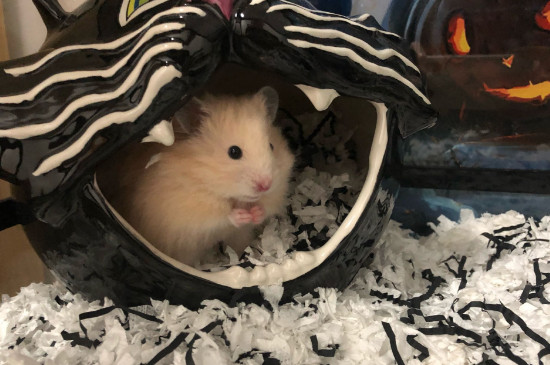 怎么训练仓鼠随叫随到