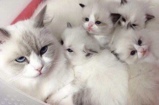 小猫什么时候打疫苗