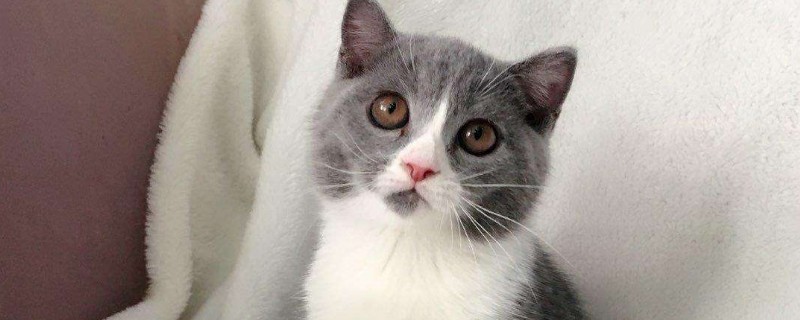 小猫什么时候打疫苗