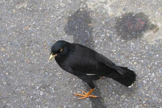 一般来说,体型大且头部较大较圆的大多数都是母八哥,而头部较小且尖