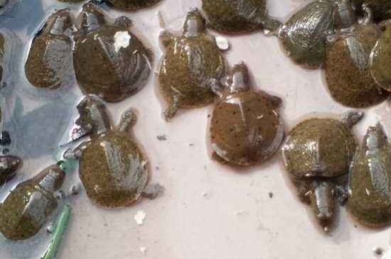 小甲鱼吃什么食物