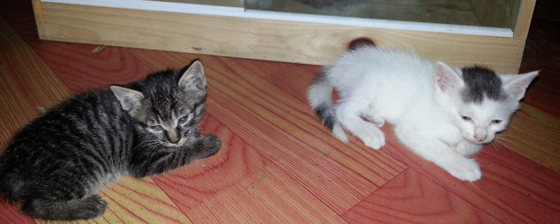 公猫绝育后性格会变吗