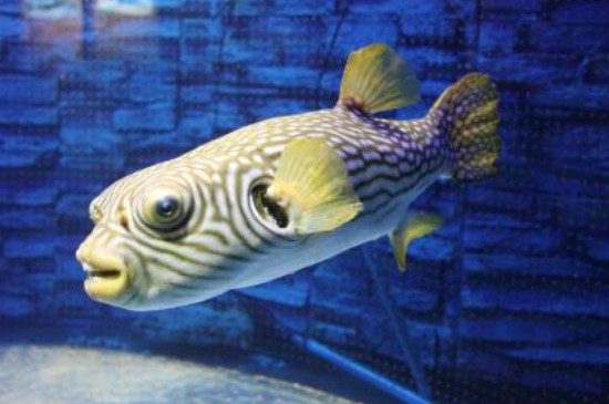 在养狗头鱼的时候,最好提前将水困好,并准备一个