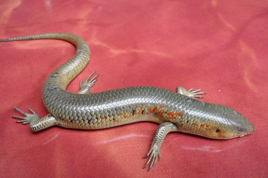 中华石龙子的饲养方法