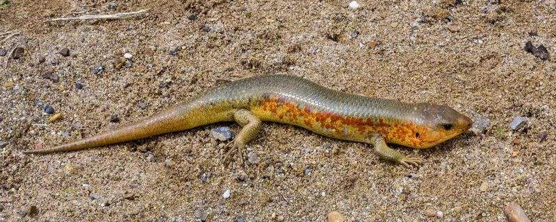 中华石龙子怎么分公母,石龙子性别区分方法