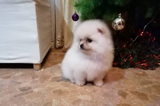 博美犬是小型犬,一般成年后的博美犬的身高在22～28厘米,而体重一般会