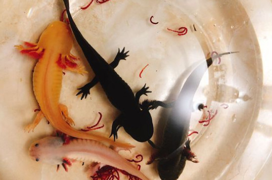 六角龙鱼怎么养吃什么