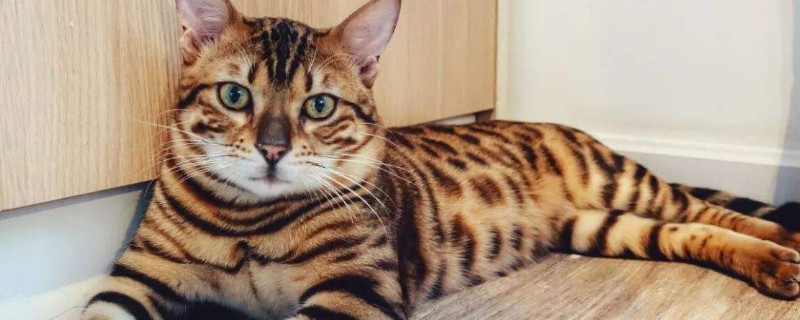 孟加拉豹猫缺点