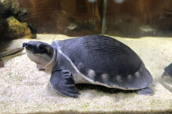 猪鼻龟咬鱼怎么解决如何防止猪鼻龟咬鱼