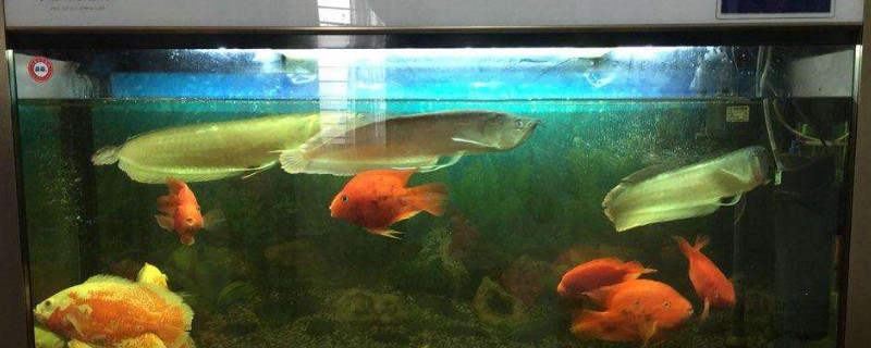 新鱼入缸可以开灯吗