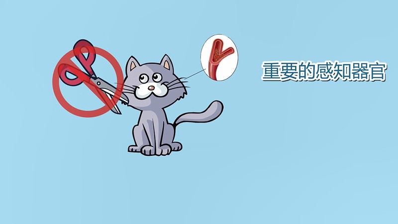 猫的胡须被剪掉会怎样