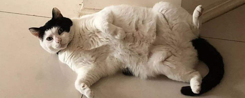 为什么我虐猫猫还粘我-轻博客