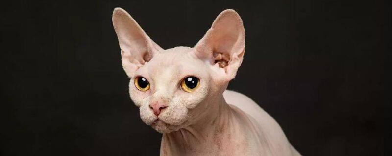 哪种猫不掉毛,适合家养不掉毛的猫-轻博客