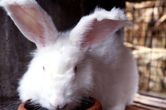 母兔子拔毛后多久生产