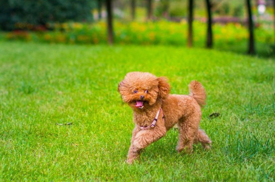 开元棋牌- 开元棋牌官网 - APP下载狗狗品种大全