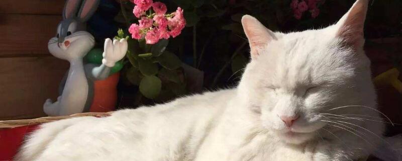 猫咪几个月发情,小猫多大会进入发情期