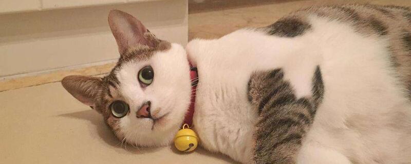 为什么要给猫做绝育-轻博客