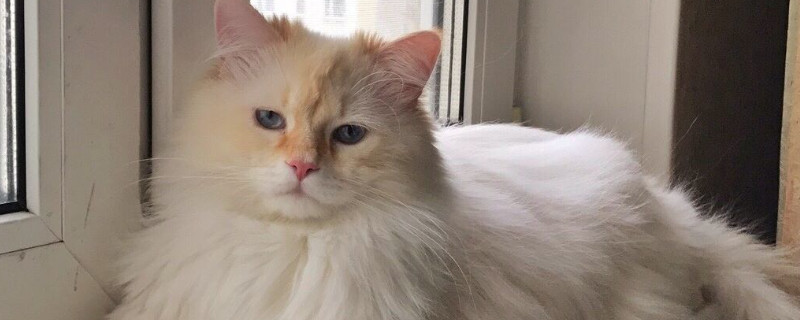 俄罗斯猫的品种有哪些-轻博客