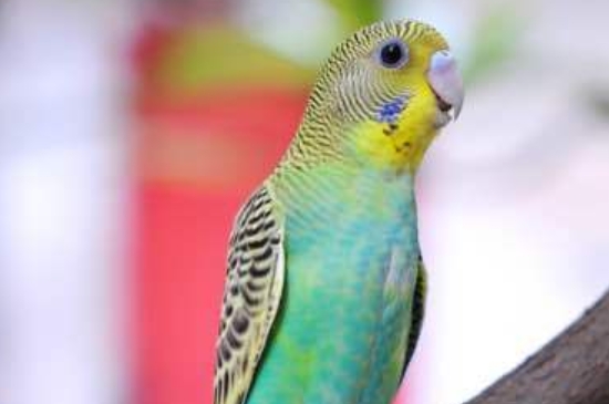 养虎皮鹦鹉对人的危害
